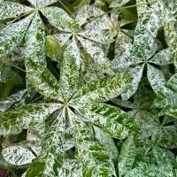 ราคา ต้นศุภโชคด่างลายมาเบิ้ล,money tree variegated (1732618579373884667)