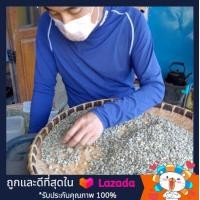 ราคา สารกาแฟอาราบิก้า 100 Green Bean Coffee Arabica 1 KG สารกาแฟอาราบิก้า100 จากจ เชียงใหม่ กาแฟ เมล็ดกาแฟ สารกาแฟ greenbean arabica chiangmaithailand organiccoffee coffee l LAPATO ORGANIC COFFEE (840126