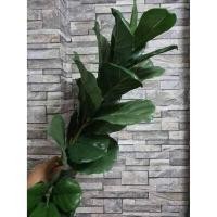 ราคา ถูกที่สุด ต้นไม้ปลอม ต้นไทรใบสัก สูง 70 พร้อมกระถางดำ ราคาดีที่สุดในlazada ต้นไทรใบสักปลอม ต้นไม้เสมือนจริง (9445377566)