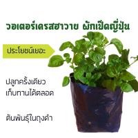 ราคา ต้นพันธุ์วอเตอร์เครสฮาวาย water cress ผักเป็ดญี่ปุ่น (11429881803)