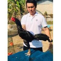 ราคา ดูคลิป จำหน่ายไข่ไก่ชน พ่อพันธุ์เกรด VIP สายเลือดดี ไข่เชื้อไก่ชนก๋อยทุบหลัง เจ้ากระทิงหิน (14918379588)