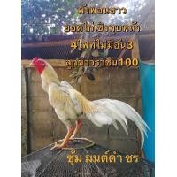 ราคา ดูคลิป จำหน่ายไข่ไก่ชน พ่อพันธุ์เกรด VIP สายเลือดดี ไข่ไก่ชนก๋อยทุบหลัง เจ้าพังพอนขาว (13365304389)