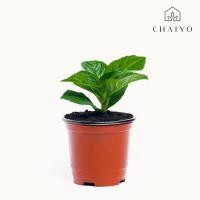 ราคา ต้นไฮเดรนเยีย กระถาง 4 นิ้ว กิ่งชำ คละสี (9162510666)