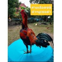 ราคา คลิ๊ปพ่อพันธุ์ ไข่ไก่ชนพม่าม้าล่อเมืองเหนือ เจ้าคิมหันต์ (17226283952)