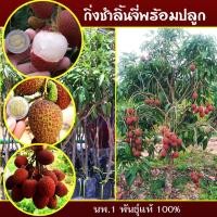 ราคา ต้นลิ้นจี่ กิ่งตอนลิ้นจี่ กิ่งตอน ลิ้นจี่ ลิ้นจี่นครพนม ลิ้นจี่พันธุ์นพ 1 ขนาด 80 100 ซม ผลไม้ (17676358493)
