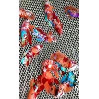 ราคา ปลากัดนีโม่ กาแล็กซี่ แคนดี้ มัลติคัลเลอร์ เพศชาย สีสันสวยงาม ราคาถูกที่สุด มีชำระเงินปลายทาง (18155832667)