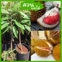 ราคา ต้นทุเรียนแดงอินโด ทุเรียนต้นกล้าเสียบยอดสูง 60 80 ซม สูงที่สุดและแข็งแรงที่สุดในท้องตลาด (16383619908)