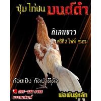 ราคา ดูคลิป จำหน่ายไข่ไก่ชน พ่อพันธุ์เกรด VIP สายเลือดดี ไข่ไก่ก๋อยทุบหลัง เจ้ากิเลนขาว (13598976096)