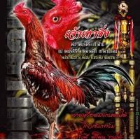 ราคา คลิ๊ปพ่อพันธุ์ ไข่ไก่ ชน พม่า ม้าล่อรำวง เมืองเหนือ เจ้า เทาซิ่ง หลานเก้าล้าน (16861801921)