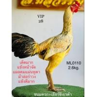 ราคา ไข่ไก่ชน นำเข้าจาก ส มีสุวรรณ เข้าผสมแม่ไก่สายโกเซ้มฟาร์ม 1ฟอง (15023795121)