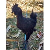 ราคา ไก่ดำอินโด นีเซีย สายประกวดสวยๆ (17790743103)