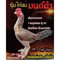 ราคา ดูคลิป จำหน่ายไข่ไก่ชน พ่อพันธุ์เกรด VIP ไข่ไก่ชนพม่าเเข้งคม สายเลือดดี ลูกมหานคร เยียร์ยุธยา เจ้าแสนคม (15607166634)