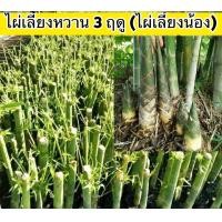 ราคา ต้นไผ่ ไผ่เลี้ยงหวาน ไผ่เลี้ยงหวาน 3 ฤดู ไผ่เลี้ยงหวาน ราคา ไผ่เลี้ยง (12922836951)