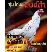 ราคา ดูคลิป จำหน่ายไข่ไก่ชน พ่อพันธุ์เกรด VIP สายเลือดดี ไข่ไก่ชนก๋อยกัดทุบ เจ้าขาวราชันย์ (16478859269)