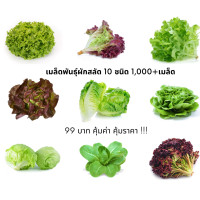 ราคา เมล็ดผักสลัด 10 ชนิด 1100 เมล็ด 99 บาท งอกดีมีคู่มือการปลูก เมล็ดผัก เมล็ดพันธุ์สลัด กรีนโอ๊ค กรีนคอส เรดโอ๊ค อินทรีย์ ออแกนิกส์ (17104004436)