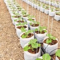 ราคา 8x13 นิ้ว เจาะรู ถุงปลูกเมล่อน มะเขือเทศ สีขาว เกรด A เนื้อ HD 10 20 30ใบ (716254584)