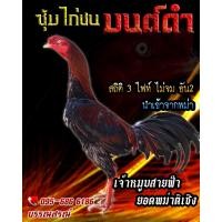 ราคา ดูคลิป จำหน่ายไข่ไก่ชน พ่อพันธุ์เกรด VIP ไข่ไก่ชนพม่าเเข้งคม สายเลือดดี เจ้าหมูบสายฟ้า (16219027749)