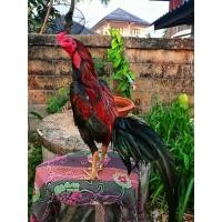 ราคา คลิ๊ปพ่อพันธุ์ ไข่ไก่ชนพม่าม้าล่อรำวงเมืองเหนือเจ้าหยกดำ (12488670201)