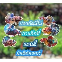 ราคา ปลากัดนีโม่ กาแล็กซี่ แคนดี้ มัลติ เพศผู้ (18155254296)