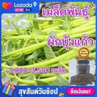 ราคา สุดคุ้ม ผักบุ้งแก้ว เมล็ดพันธุ์ผักบุ้งแก้ว 3000 3500 เมล็ด ผักบุ้งเย็นตาโฟ เมล็ดพัธุ์ผัก ผักบุ้ง ปลูกง่าย โตเร็ว (5609338245)