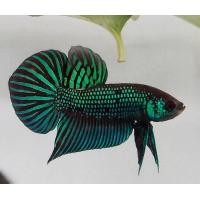 ราคา ปรับปรุงใหม่ สายกัดเก่งที่สุด สายกัด ภาคอีสาน ปลากัดเก่ง สีเขียว แบบมหาชัย อีสาน เลือกได้ (17006642493)