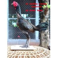 ราคา คลิ๊ปพ่อพันธุ์ ไข่ ไก่ชน พม่า ม้าล่อรำวง เมืองเหนือ เจ้า เยียร์แสนชัย (16852900953)