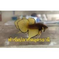 ราคา ปลากัดสวยงาม ลงใหม่ เพื่อคุณภาพที่ดีกว่าเดิม ซื้อ1แถม1 ปลากัดสายพัฒนา ปลากัดแก้มเหลือง ตัวผู้ เกรดสวยงาม หางใบโพธิ์ ขนาดตัวปานกลาง (16767840519)