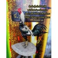 ราคา คลิ๊ปพ่อพันธุ์ ไข่ไก่ชนพม่าม้าล่อรำวงเมืองเหนือเจ้าสิบทิศ (11003994881)