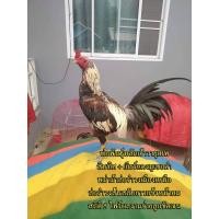 ราคา คลิ๊ปพ่อพันธุ์ ไข่ไก่ชนพม่าม้าล่อรำวงเมืองเหนือเจ้าวายุเทพ (11889532510)