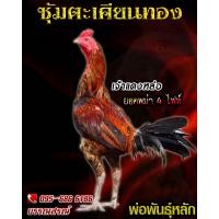 ราคา ดูคลิป จำหน่ายไข่ไก่ชน พ่อพันธุ์เกรด VIP สายเลือดดัง ไข่เชื้อไก่ชนพม่าตีหู เจ้าเเดงหล่อ (16291182787)