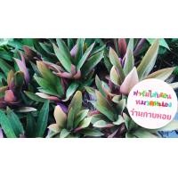 ราคา ว่านกาบหอย (16614049000)