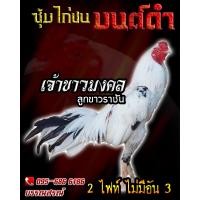 ราคา ดูคลิป จำหน่ายไข่ไก่ชน พ่อพันธุ์เกรด VIP ไข่ไก่ชนก๋อยกัดทุบ สายเลือดดี ไข่ไก่ชนก๋อยเชิง เจ้าขาวมงคล (16207073579)