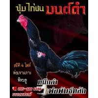 ราคา ดูคลิป จำหน่ายไข่ไก่ชน พ่อพันธุ์เกรด VIP ไข่ไก่ชนก๋อยกัดทุบ สายเลือดดี ลูกดำเจาะเกราะ พิตบลู เจ้าหมึกดำ (13599038635)