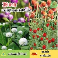 ราคา ดอกบานไม่รู้โรยคละสี200 เมล็ดพันธุ์ คุ้มสุดๆ (16833968142)