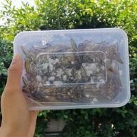 ราคา แมงดานา แมงดาตัวผู้ ตัวผู้ 10 ตัว (12770128447)