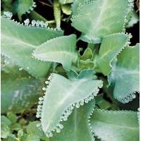 ราคา ต้น เศรษฐีพันล้าน ถ้าปลูกไว้จะร่ำรวย ทำมาค้าขึ้น กระถางดำ 2 3 นิ้ว 29 บาท (6068922029)