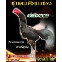 ราคา ดูคลิป จำหน่ายไข่ไก่ชน พ่อพันธุ์เกรด VIP สายเลือดดัง ไข่ไก่ชนก๋อยกัด ไข่ไก่ชนก๋อยทุบ เจ้าเขียวมงคล (16448716924)