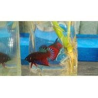 ราคา bettaปลากัดสวยงาม ปลากัดป่าแก้มแดง ปลากัดภาคเหนือภาคกลาง ส่งด่วน สินค้ารับประกัน100 (10698510099)