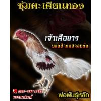 ราคา ดูคลิป จำหน่ายไข่ไก่ชน พ่อพันธุ์เกรด VIP สายเลือดดัง ไข่ไก่ก๋อยกัดทุบ เจ้าเสือขาว (16111374129)