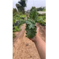 ราคา ต้นพันธุ์ผักเคล Kale ผักคะน้าใบหยิก ถูกยกให้เป็น Superfood หรือ The queen of green พร้อมปลูกในถุงดำ 29 บาท (7203422572)