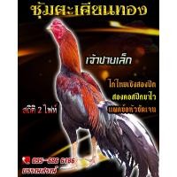 ราคา ดูคลิป จำหน่ายไข่ไก่ชน พ่อพันธุ์เกรด VIP สายเลือดดัง ไข่ไก่ก๋อยทุบหลัง ไข่ไก่ก๋อยกัด ไข่ไก่ไทยเชิง เจ้าชายเล็ก (16109569310)