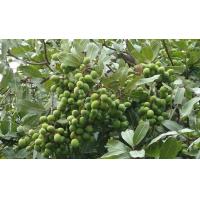 ราคา ต้นพันธุ์มะม่วงป่า มะม่วงเทียน หรือมะม่วงเทพรส มะม่วงกะล่อน ผลไม้ป่า หายาก รสชาดอร่อย 49 บาท (10344174039)