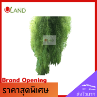 ราคา Uland สาหร่ายพุงชะโด ส่าหร่ายหางม้า สาหร่ายฉัตร สาหร่ายหางกระรอก สาหร่ายฟอกน้ำ สาหร่ายอาหารปลา ยาวมากกว่า 15 ซม เต็มถุง สาหร่ายตกแต่ง (7508965567)