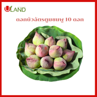 ราคา Uland ดอกบัวฉัตรชมพู ตูม ขนาดกลาง10 ดอก ดอกบัวขาว ดอกบัวไหว้พระ ดอกบัวสำหรับพับ (11105188286)