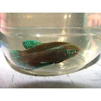 ราคา ปลากัดหม้อ ตัวเมีย แม่พันธุ์ปลากัดหม้อ 1นาง พร้อมผสม ไข่มาแล้ว มีบริการเก็บปลายทาง สินค้าแนะนำ มาใหม่ ด่วนพิเศษ (16902430360)