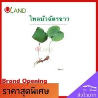 ราคา Uland ไหลบัวฉัตรขาว ไหลบัว บัวฉัตรขาว หลดบัว บัวฉัตร บัวหลวง ดอกบัวขาว (5965080418)