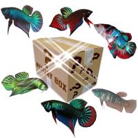 ราคา สุ่มปลากัดป่า และปลากัดสวยงาม ซื้อ3แถม1 มีคูปองส่งฟรี ลูกช้อน ลูกเพาะ ปลาเกรดสวยงาม ปลาสายกัดโหด ปลาดุๆ จับมา1ตัวส่งให้ท่าน (18338991647)