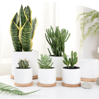 ราคา Plants Center พร้อมส่ง T204 กระถางต้นไม้ เซรามิกขาวทรงกลม มีถาดรองไม้ ขนาด 8 5 6 3cm เป็นเซรามิกเคลือบเงา ปลูกแคคตัส กระบองเพรช ต้นไลทอป (11324543928)