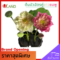 ราคา Uland ต้นบัวฉัตรคู่ขาวชมพู ต้นบัว บัวฉัตรชมพู บัวฉัตรขาว บัวฉัตร ดอกบัวชมพู บัวหลวง บัวไหว้พระ สวนบัว (9502993690)