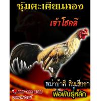 ราคา ดูคลิป จำหน่ายไข่ไก่ชน สายเลือดดัง ไข่เชื้อไก่ชนพม่าเเข้งคม เจ้าโชคดี (16306819994)